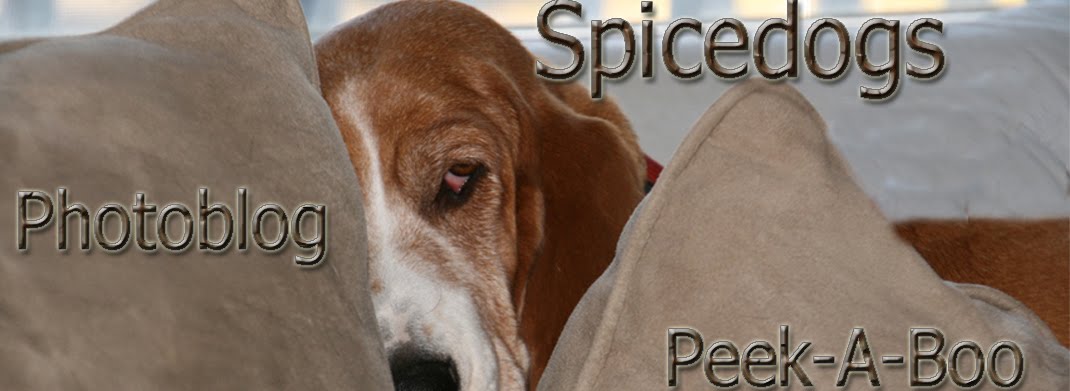 SPICEDOGS