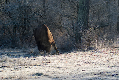 Zimbri Bucsani-Wisent/European Bison-Bison bonasus-Zimbraria Neagra Bucsani-Targoviste-Dambovita