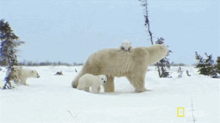 39.gif