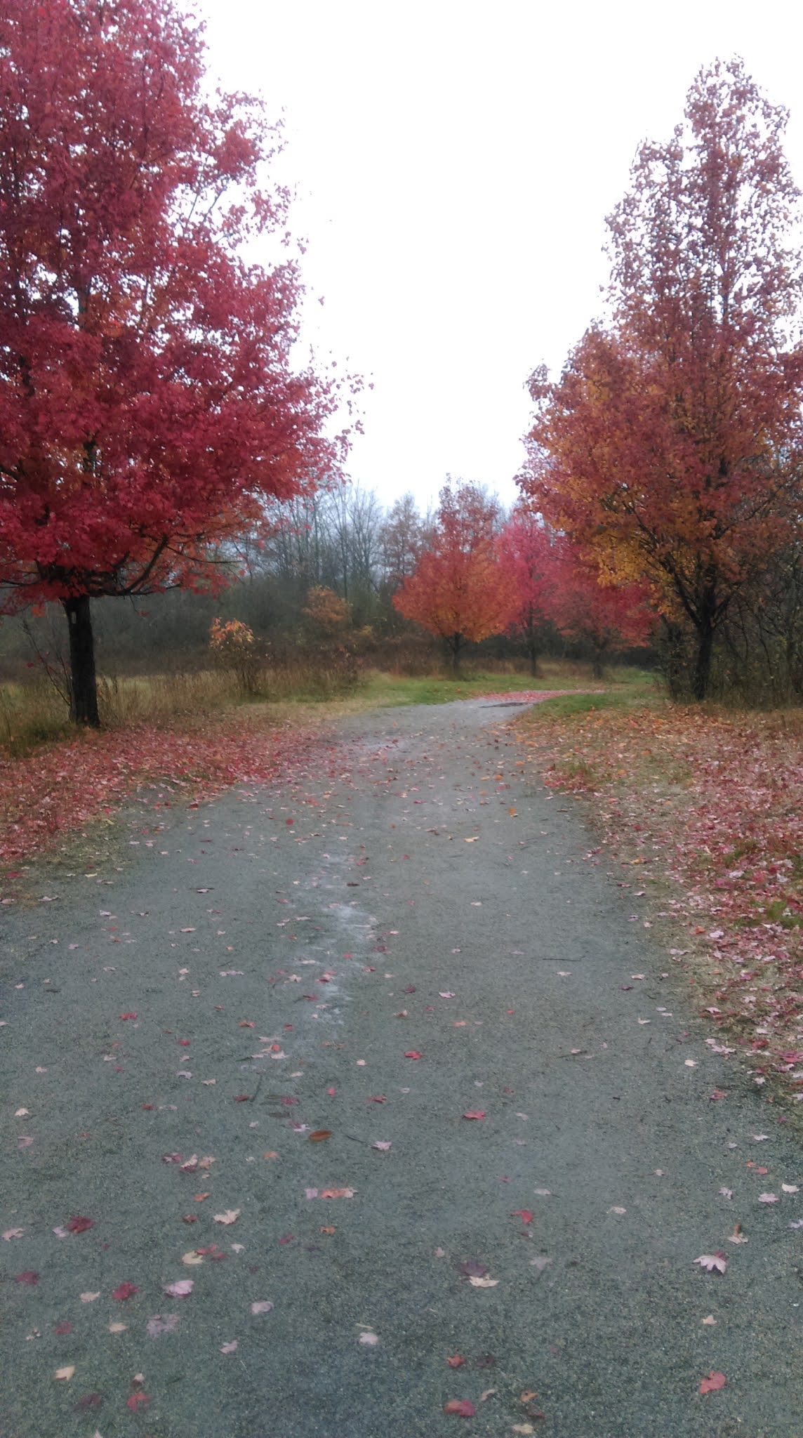 LeslieHaleAstrology November astrology and a lunar eclipse!