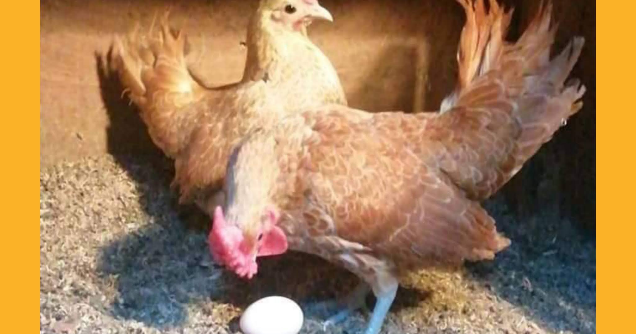 مزارع تربية دجاج البلدي