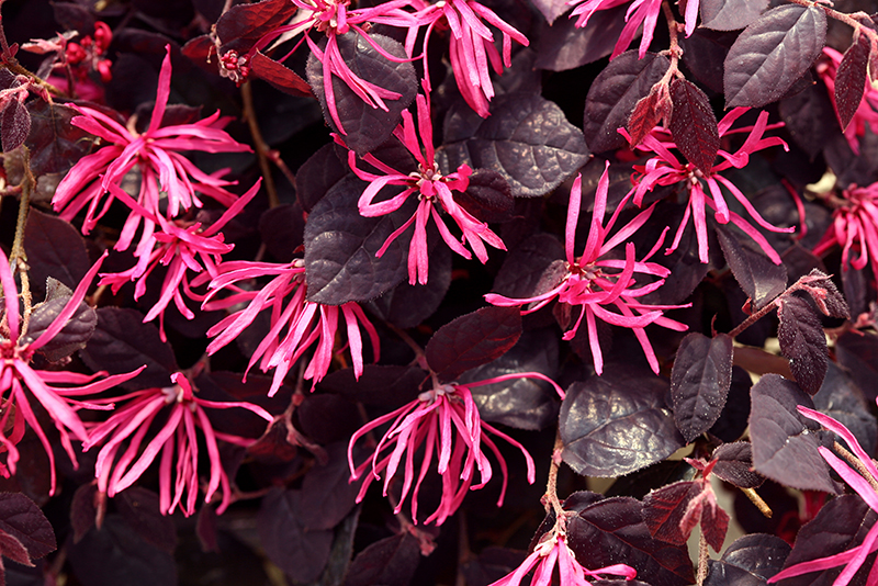 Proven Winners® ColorChoice® Plant of the Week Plant of the Week Jazz