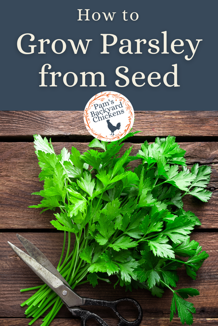 Pam's Backyard Chickens How to Grow Parsley from Seed