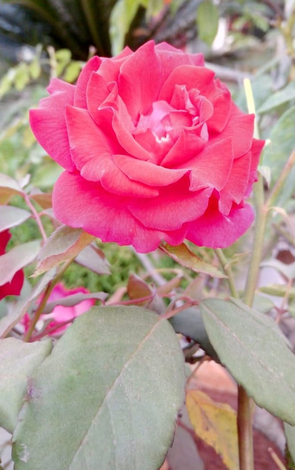 Natural Rose Flowers Rose Flowers in Garden Lovely Flowers www