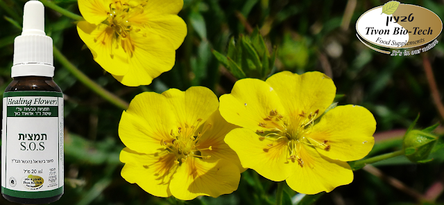 ורד הסלע - Rock Rose - רוק רוז אתר ויטמין רסקיו לילה להרדמה ושינה נעימה וחזקה