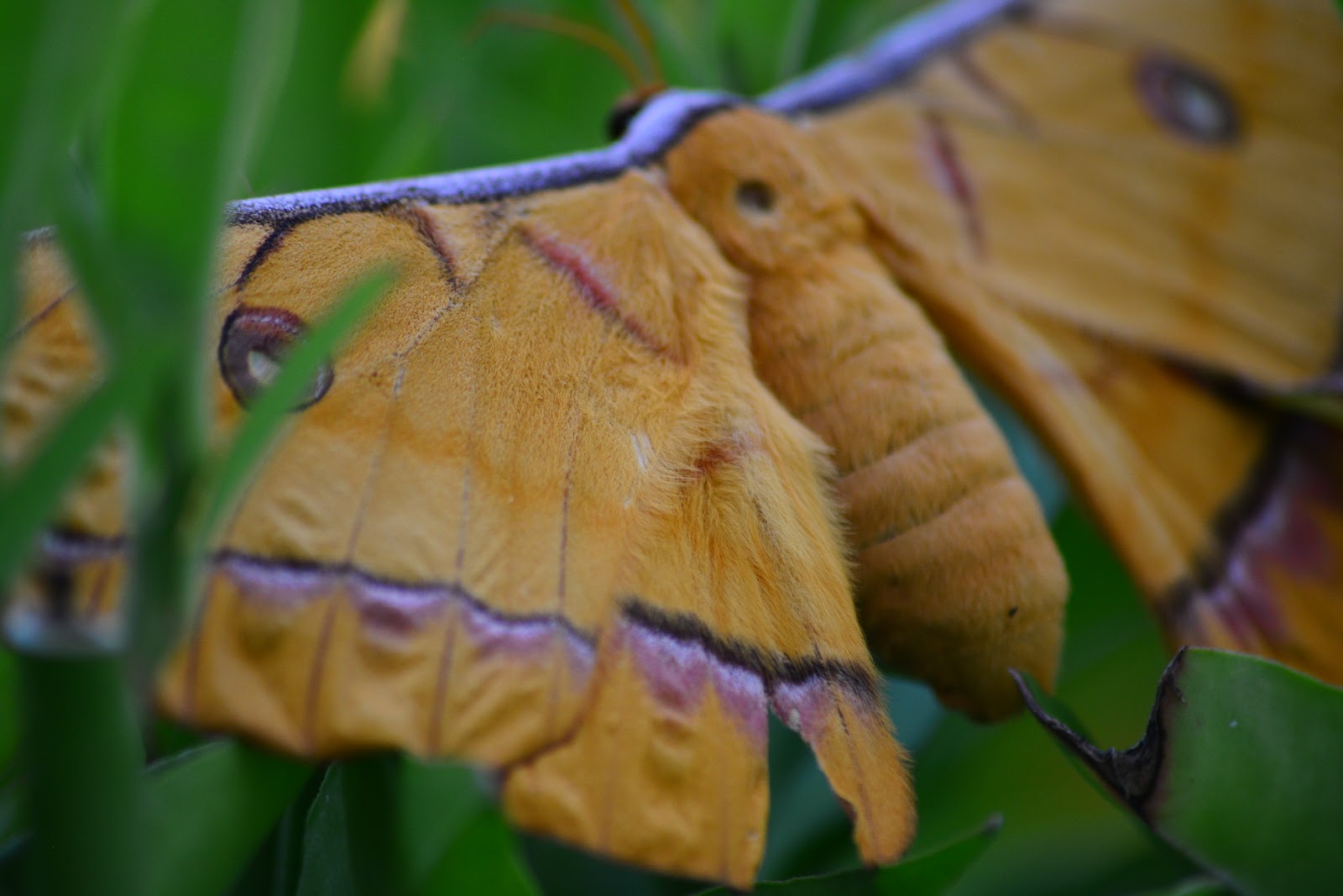 The Tasar Silkworm Moth Antheraea mylitta Drury