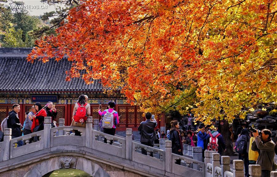 Цзинань погода. Парк Сяншань в Пекине осенью. Долине красных листьев Цзинань. Харбин парк Конфуция. Долина красных листьев Китай Цзилинь.