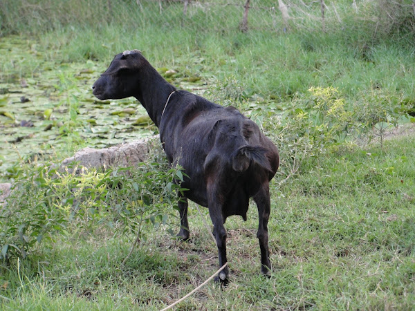 black bengal goat, goat kidding, goat kidding signs, signs of goat kidding