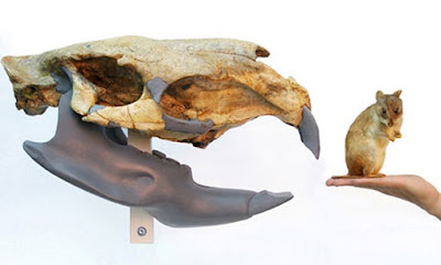 The Largest to Have Existed—Giant Rat Fossils | Geology In