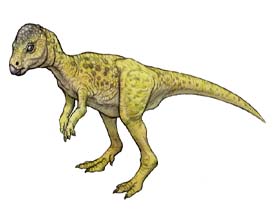 Micropachycephalosaurus - Alchetron, the free social encyclopedia