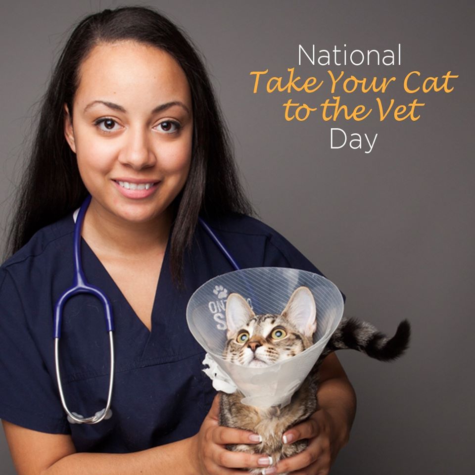 National Take Your Cat to the Vet Day