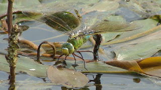 Anax imperator (female laying eggs) DSC55737