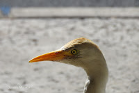 Cattle egret head close up, Kailua Whole Foods - © Denise Motard