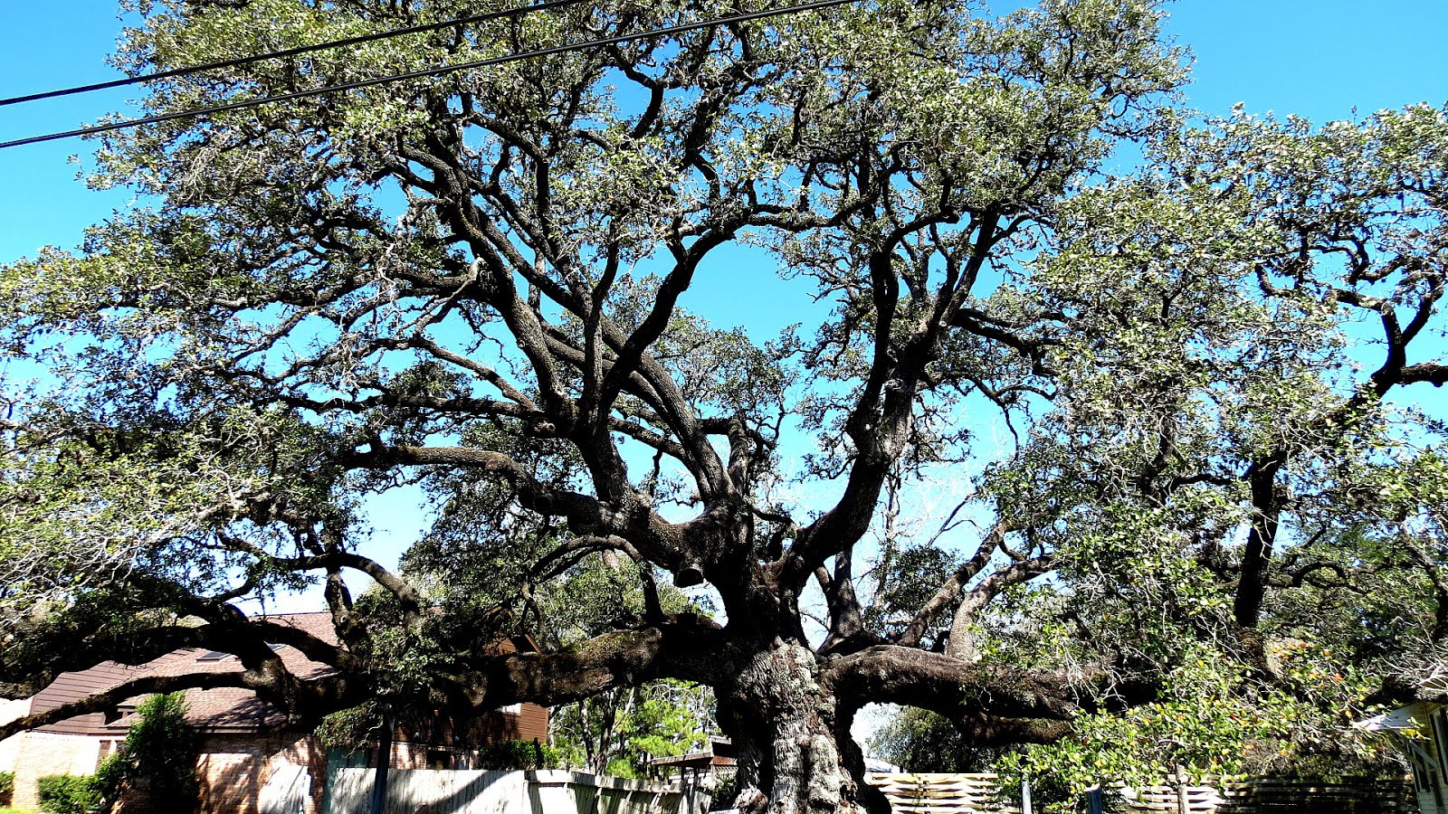 Pollarding Oak Tree Maintenance Tree Choices