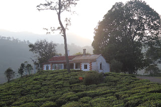 Photo of Among the Gaurs at Kotagiri 62/71 by Balachandra