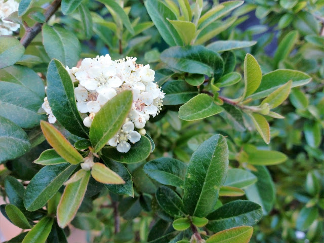 Espino de fuego o piracanta (Pyracantha coccinea M.Roem.).