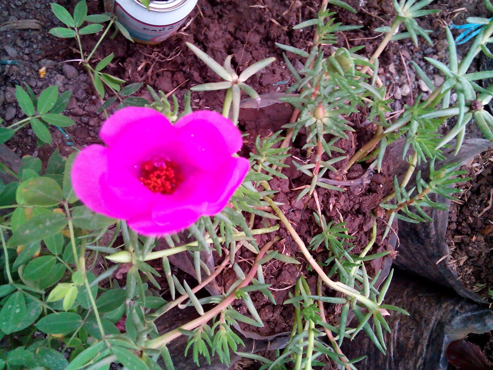 Foto Tanaman Hias Kecil Berbunga Pink | Katabah Komarudin Tasdik