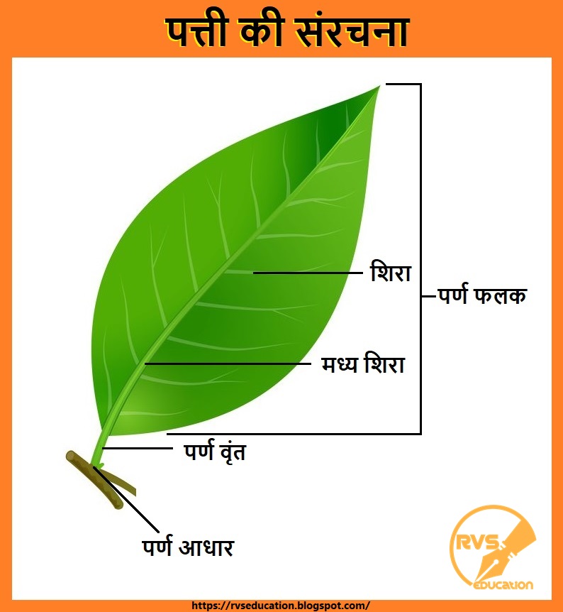 पत्ती की संरचना, Structure of leaf