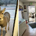 Shop Owner Fed Deer That Came In And The Beautiful Animal Came Back With Its Entire Family