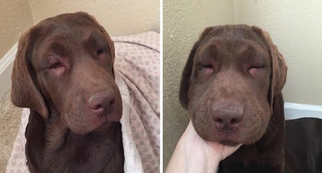 опухла морда