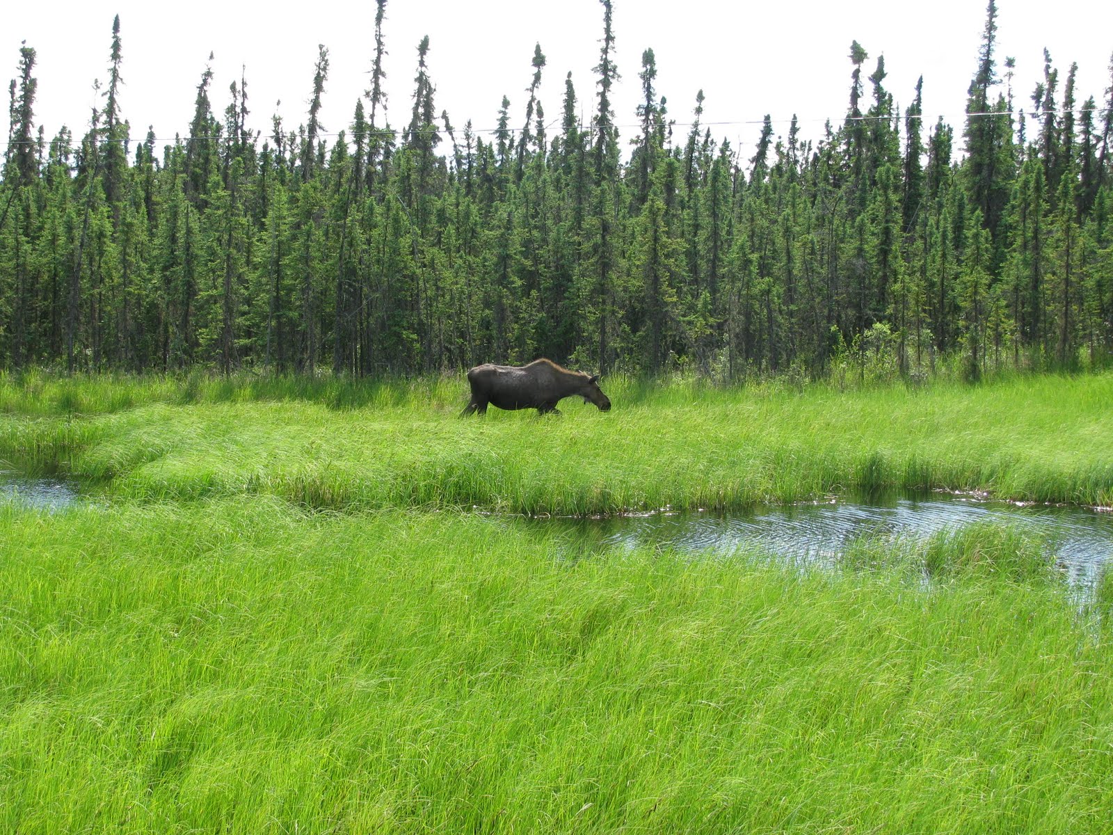 2011 Houston to Fairbanks A Motorcycle Adventure June 27 Dawson