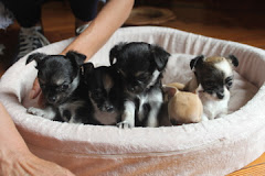 baldo, leopoldo, guglielmo, matilde e beatrice