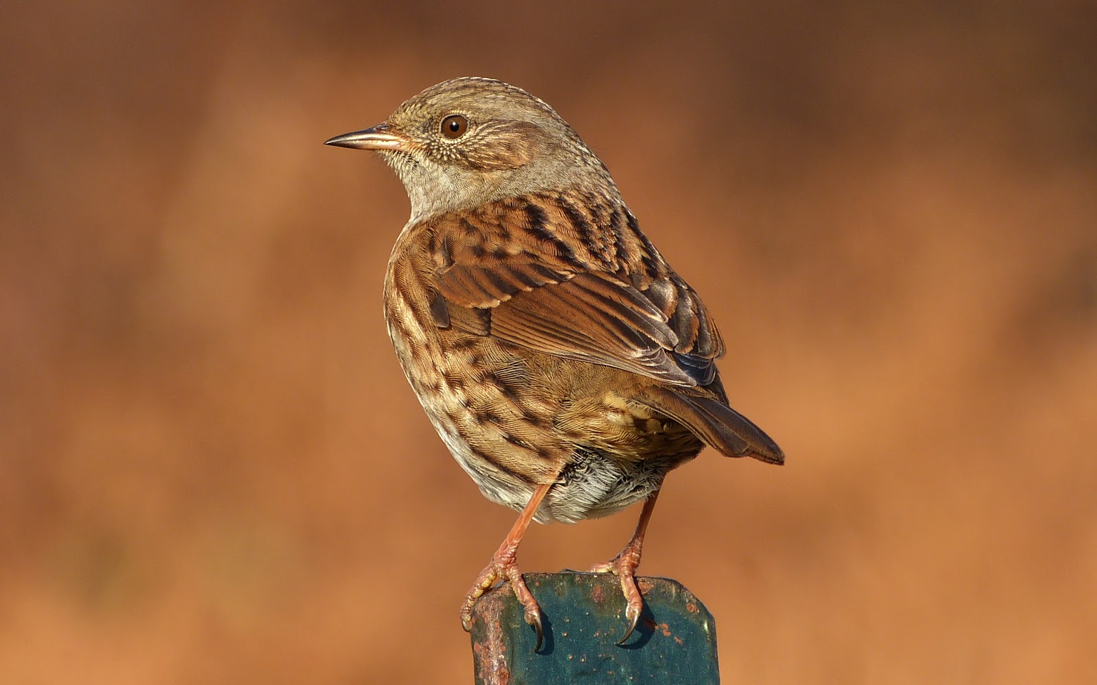 A Kilchoan Diary Garden Birds