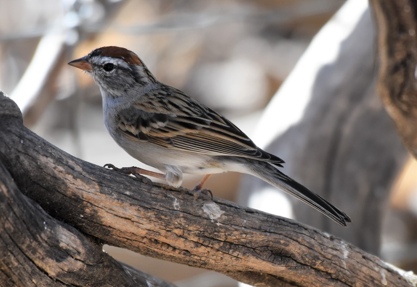 Las Aventuras: Las Aventuras: Arizona Sparrows