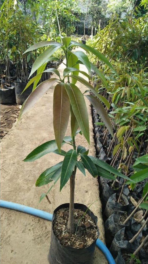 Bibit Buah Mangga Kelapa Jawa Tengah
