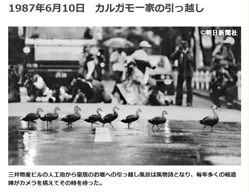 Yamasemi Web Blog カルガモの親子は何処でも同じだろうか Are The Parents And Children Of The Eastern Spot Billed Duck Same Everywhere