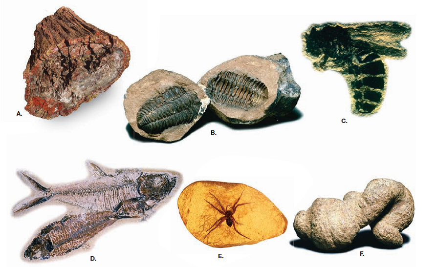 Ciencias de Joseleg Los fósiles y la geología Ciencias de Joseleg Los fósiles y la geología