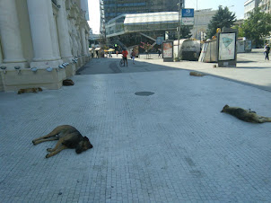 Stray dogs having a siesta on "Macedonia Square" in Skopje.