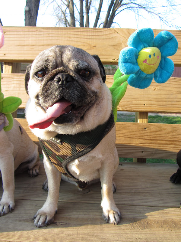 A Day in the Life of Pugs: Happy Spring