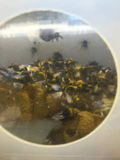 Bumblebees from the Netherlands