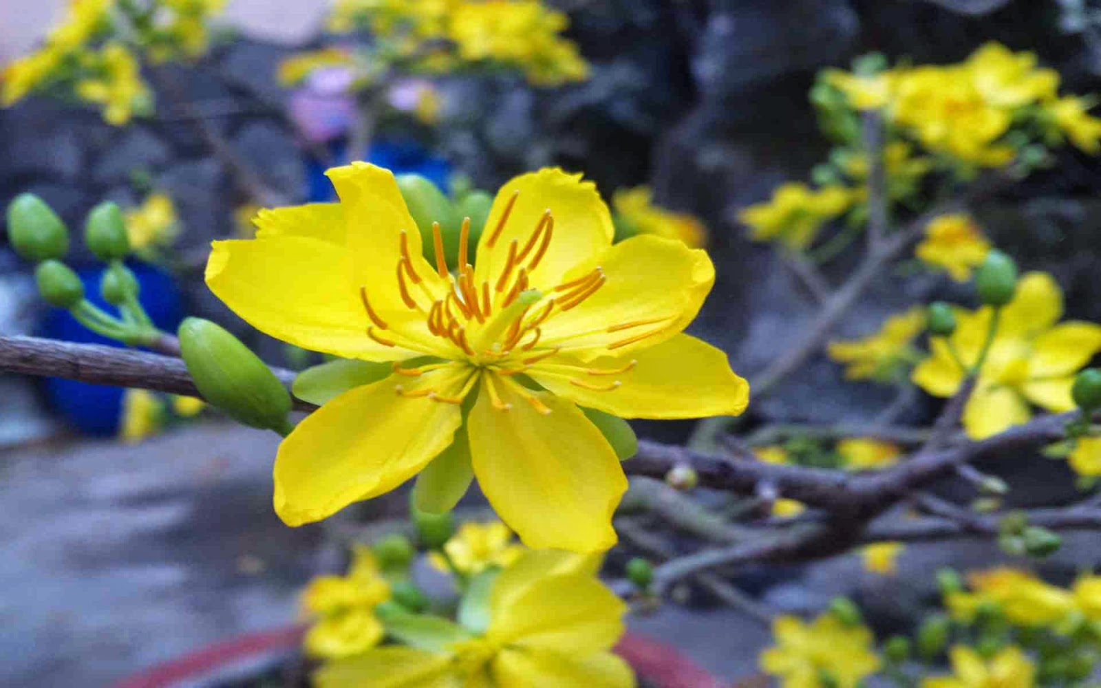 Tải 23 hình nền hoa mai đẹp tuyệt vời nhất 2015