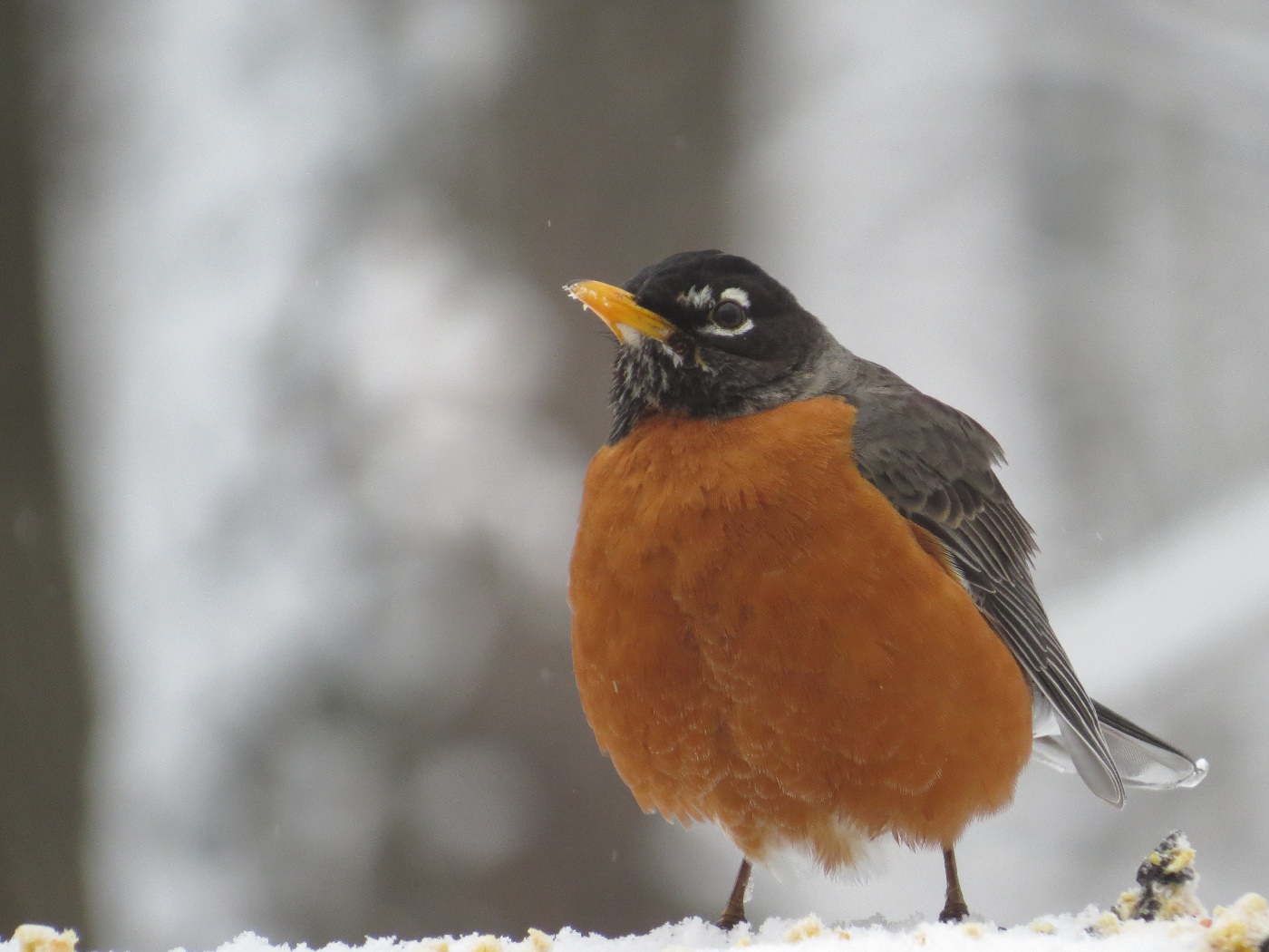 Birding North Central Massachusetts..... Feeder Birds 4/1 to 4/3