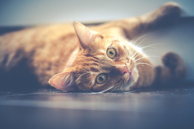 Common Meanings Of Cat Behavior