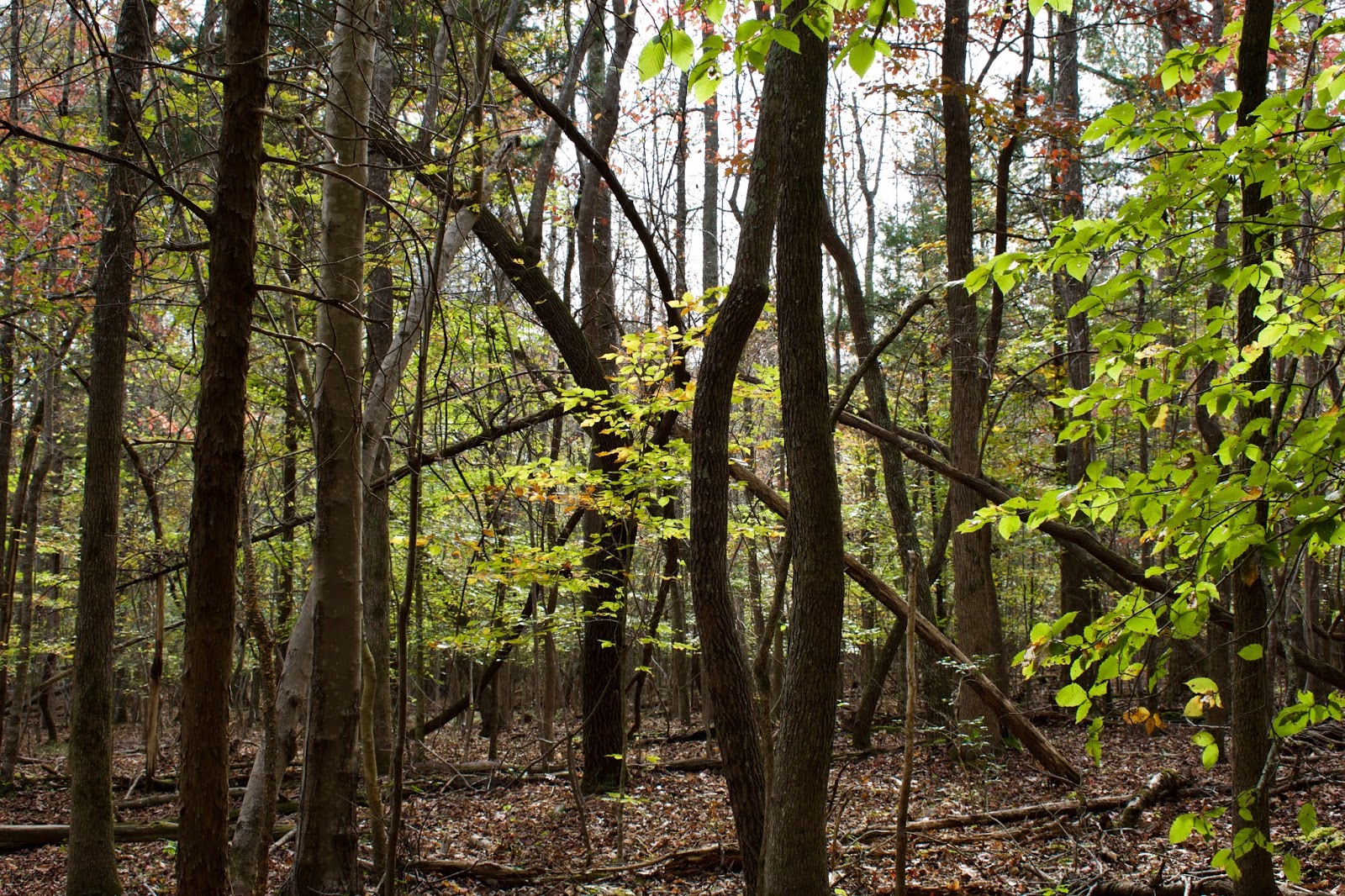 Eno River State Park eno-river-state-park