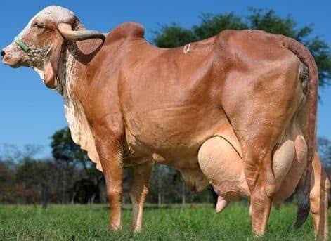 Gir cow save Brazil's economie