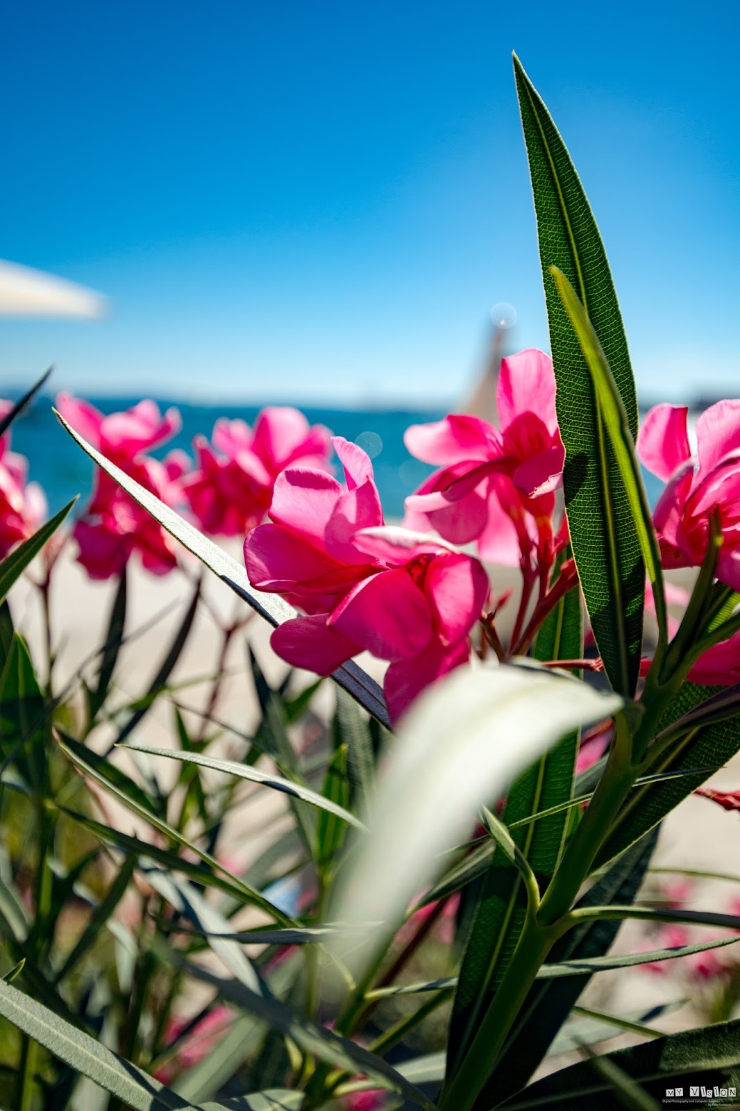 My Vision Chorwackie kwiaty / Croatian flowers