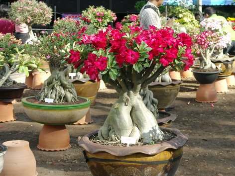 Tips Mudah Membuat Bentuk Bonsai Adenium