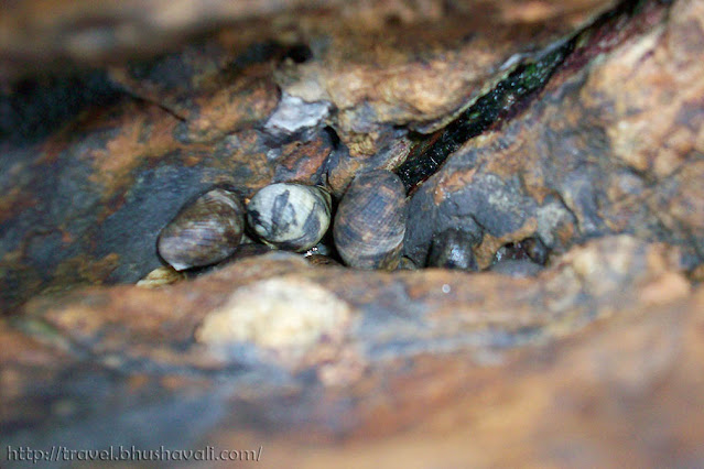 molluscs in a rock cracks in manori beach