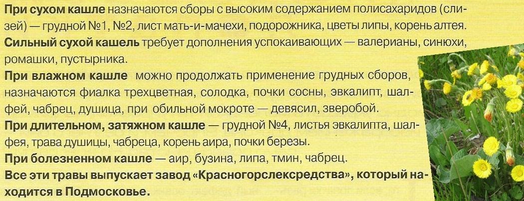 грудной сбор 4 инструкция по применению состав. грудной сбор 1 от кашля для детей. листья эвкалипта от кашля. травы от кашля сухого грудной сбор. грудной сбор от кашля 1.