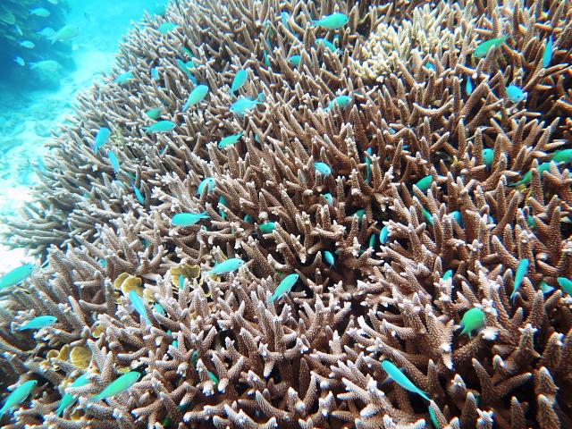 宮古島の癒し 八重山の刺激 宮古島の珊瑚の森 珊瑚の杜 珊瑚の盛