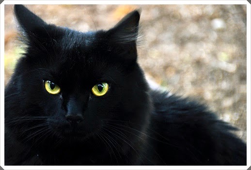 Ruyada Siyah Kedi Gormek Hayat Ve Insan