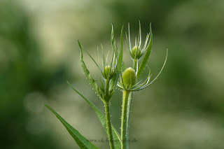 Naturfotografie Blumenfotografie Lippeaue Wildbume Wilde Karde