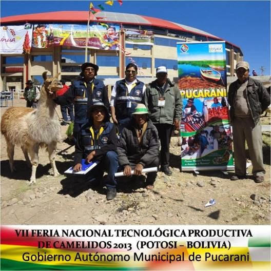 PRESENCIA DE PUCARANI EN LA FERIA NACIONAL DE CAMÉLIDO, POTOSI.