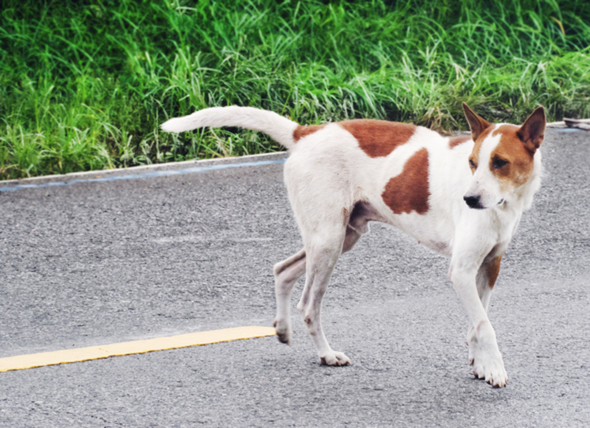 Apa Yang Dilakukan Jika Anjing Anda Ditabrak Mobil Helmyblogs