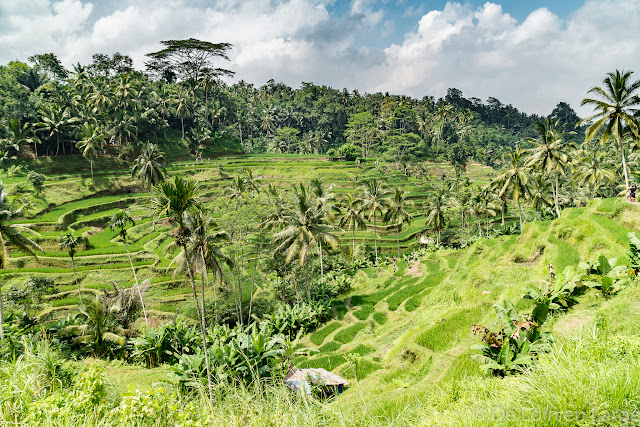 Ceking - Tegallalang - Ubud - Bali