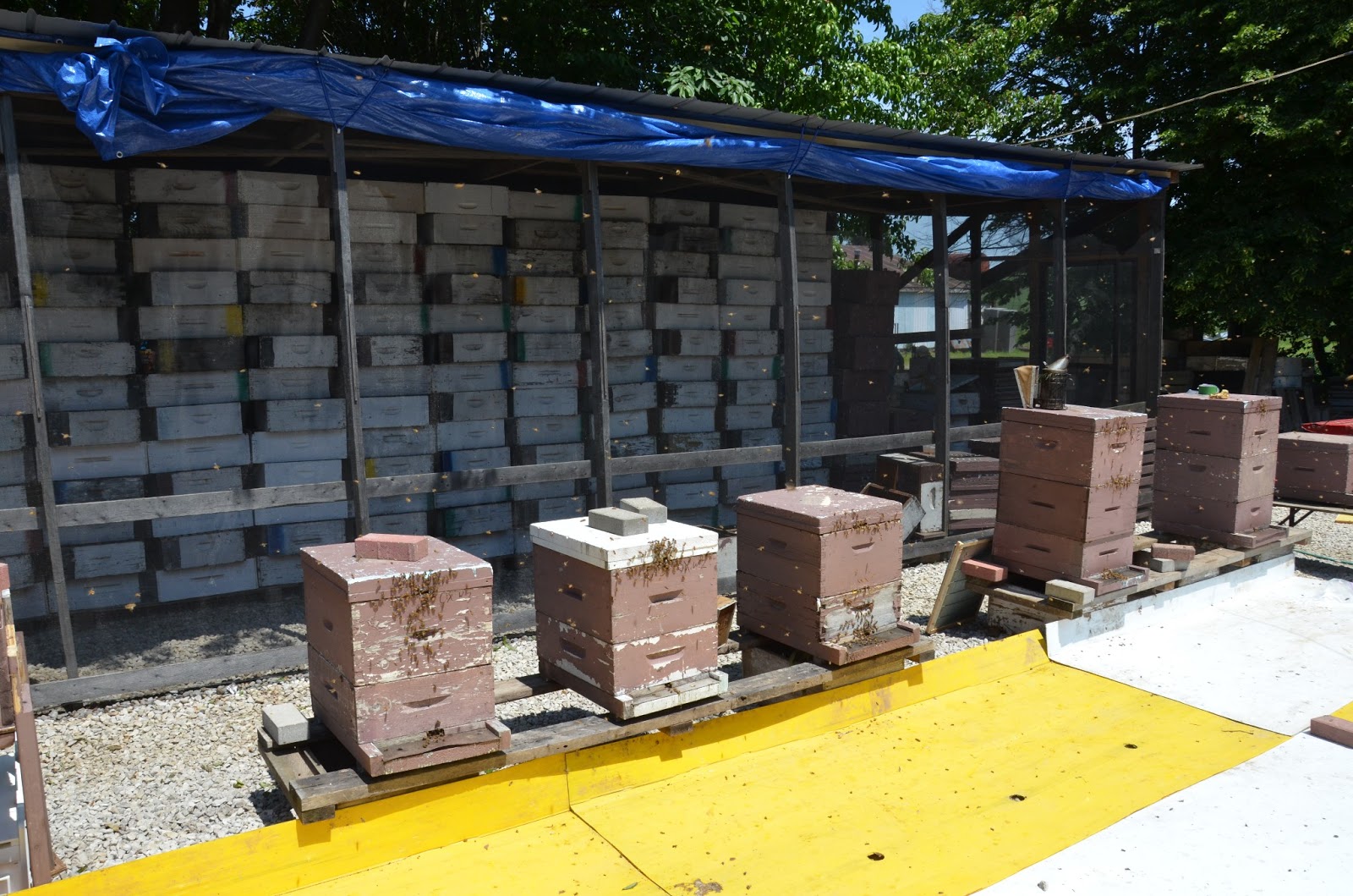 Andrea s Bees Queen Rearing Workshop In Burgessville Part 1
